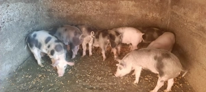 De vânzare purcei - 10 săptămâni - imagine 5