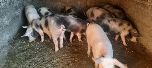 De vânzare purcei - 10 săptămâni - imagine 4