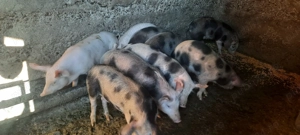 De vânzare purcei - 10 săptămâni - imagine 3