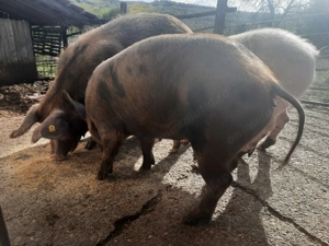 Porc de Craciun  - imagine 3