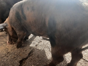 Porc de Craciun  - imagine 2