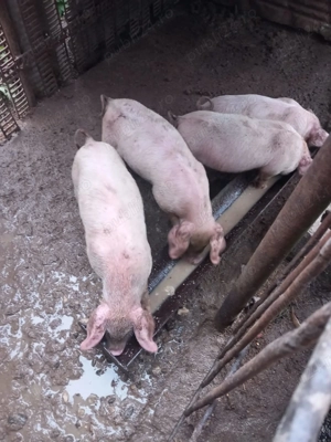 Vând purcei de 7 8 săptămâni  - imagine 2
