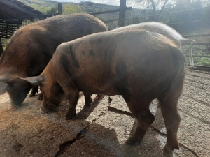 Porc de Craciun  - imagine 4