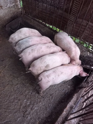 Vând purcei de 7 8 săptămâni  - imagine 4