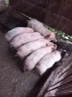 Vând purcei de 7 8 săptămâni  - imagine 3