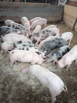 Soldanasi frumosi - imagine 2