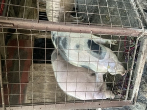 Porci crescuți în propria gospodărie  - imagine 5