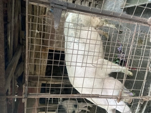 Porci crescuți în propria gospodărie  - imagine 4