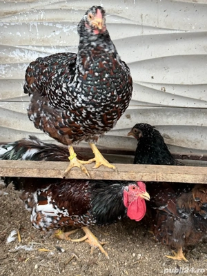 brahma si wyandotte - imagine 4