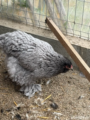 brahma si wyandotte - imagine 3