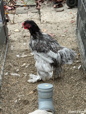 brahma si wyandotte - imagine 5