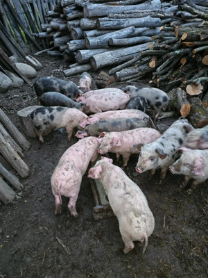 Vând purcei de 8 săptămâni  - imagine 2