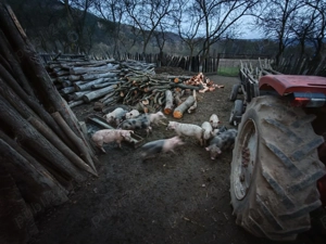 Vând purcei de 8 săptămâni  - imagine 5