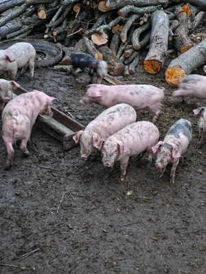 Vând purcei de 8 săptămâni  - imagine 3