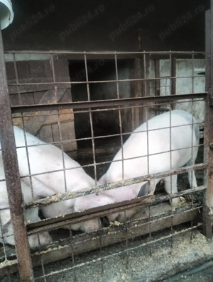 Vând porci de carne cu greutate intre 100-110kg - imagine 3