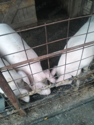 De vânzare un porc la alegere 16lei kg 