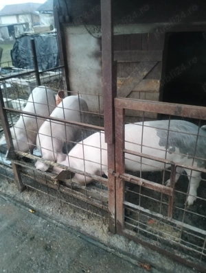 Vând porci de carne cu greutate intre 100-110kg - imagine 2