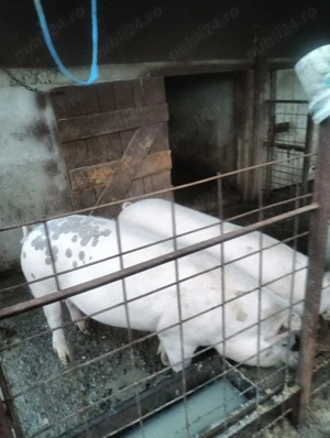Vând porci de carne cu greutate intre 100-110kg - imagine 4