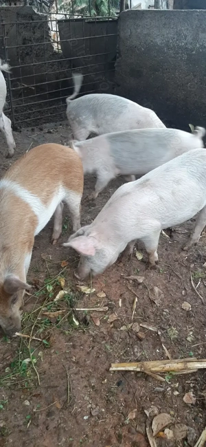 Grasuni de vanzare - imagine 2