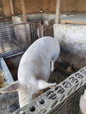 Porc de vanzare - imagine 2
