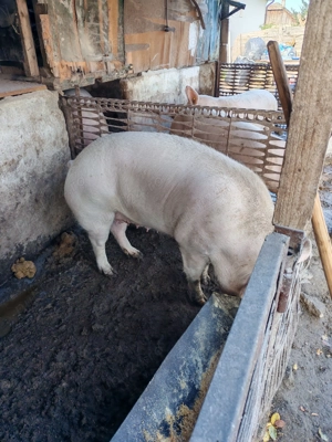 Porc de vanzare - imagine 3