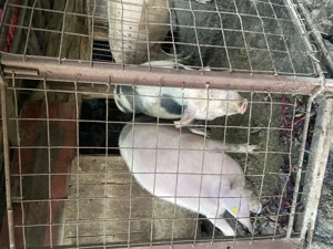 Porci crescuți în propria gospodărie  - imagine 3