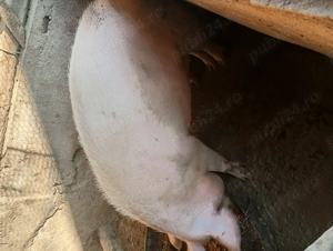 Porci de vânzare 