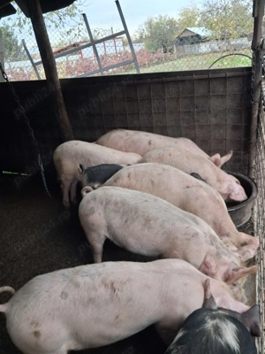 Vând porci de carne  