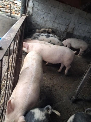 Vând porci între 40- 80kg - imagine 3