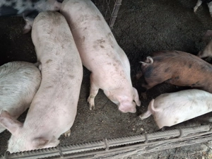 Vând porci între 40- 80kg - imagine 2