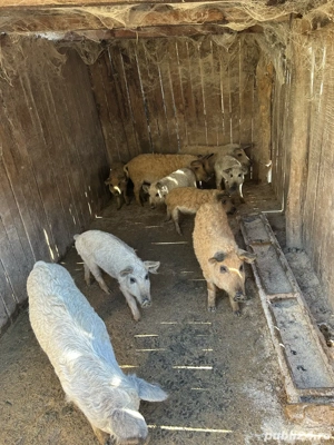 Vand Grasuni Mangalita - imagine 2