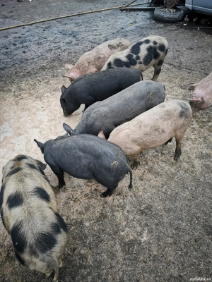 Purcei de vânzare  - imagine 3