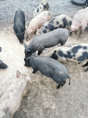 Purcei de vânzare  - imagine 2