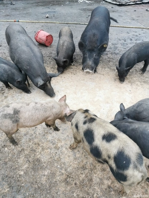 Purcei de vânzare  - imagine 5