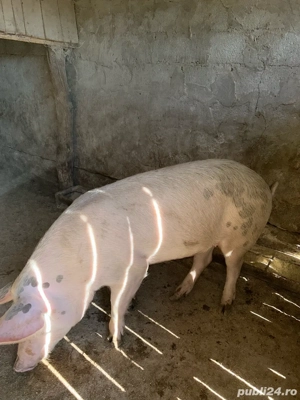 Vand porci marele alb - imagine 3