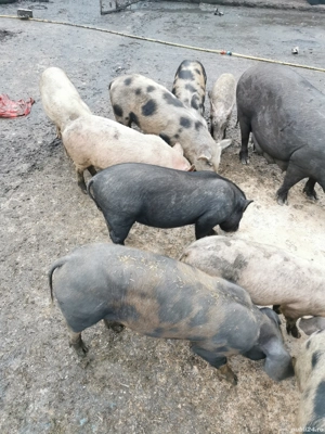 De vânzare  - imagine 5