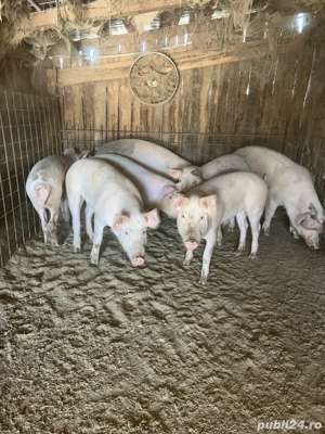 Vand porci marele alb - imagine 4