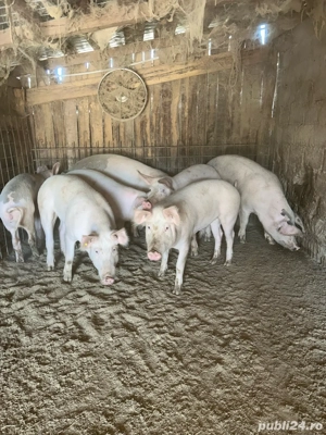 Vand porci marele alb - imagine 2