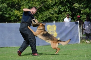 2 femele de ciobănesc german (mama și fiica) - imagine 2