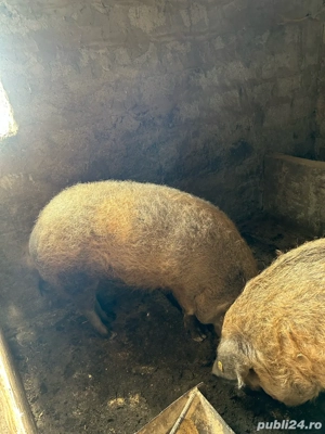 Vand porc mangalita - imagine 2