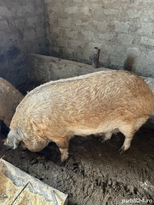 Vand porc mangalita - imagine 3