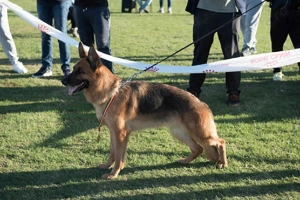 2 femele de ciobănesc german (mama și fiica) - imagine 8