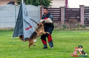 2 femele de ciobănesc german (mama și fiica) - imagine 7