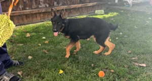 2 femele de ciobănesc german (mama și fiica) - imagine 6