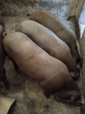 Vând porci de casă crescuți natural  - imagine 3