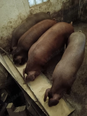 Vând porci de casă crescuți natural  - imagine 2