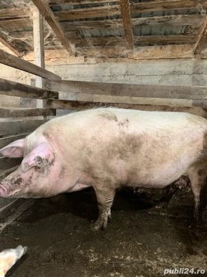 Vand porc  - imagine 2