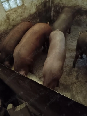 Vând porci de casă crescuți natural  - imagine 4