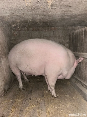 Vand porc  - imagine 3