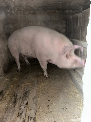 Vand porc  - imagine 2